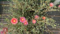 40 LAMPRANTHUS ROSEUS - 3