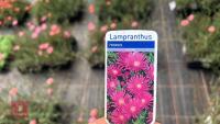 40 LAMPRANTHUS ROSEUS - 4