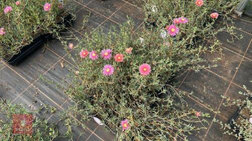 40 LAMPRANTHUS ROSEUS