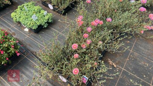 40 LAMPRANTHUS ROSEUS