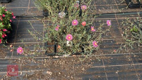 20 LAMPRANTHUS ROSEUS