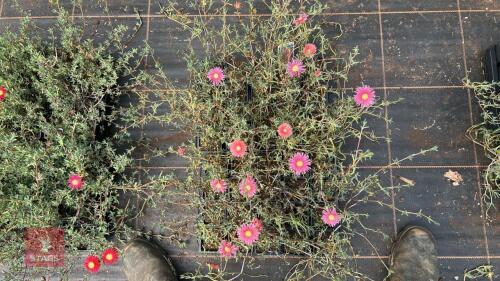 40 LAMPRANTHUS ROSEUS