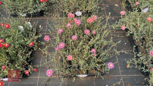 40 LAMPRANTHUS ROSEUS