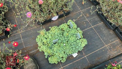 20 SEDUM PACHLYLADOS