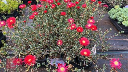 40 LAMPRANTHUS 'TRESCO FIRE'