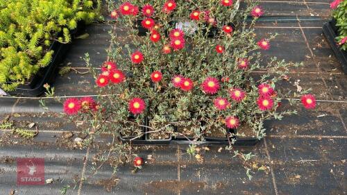 20 LAMPRANTHUS 'TRESCO FIRE'