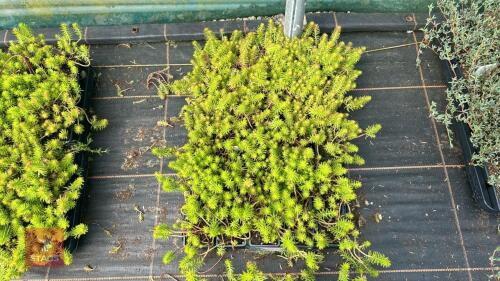 40 SEDUM RUPESTRE 'ANGELINA'