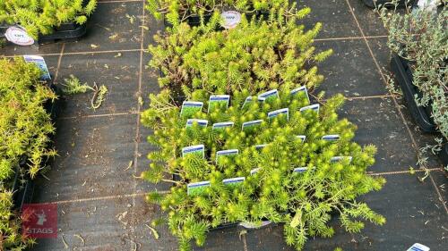 40 SEDUM RUPESTRE 'ANGELINA'