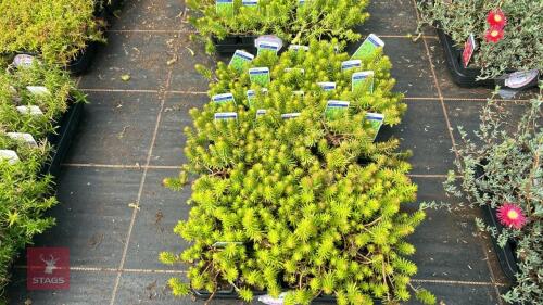 40 SEDUM RUPESTRE 'ANGELINA'