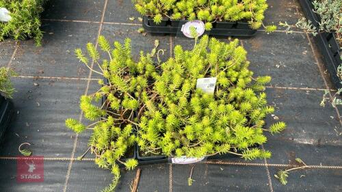 20 SEDUM RUPESTRE 'ANGELINA'