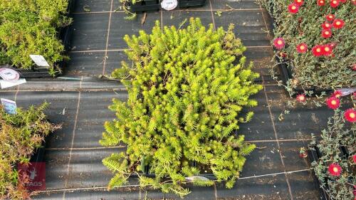 40 SEDUM RUPESTRE 'ANGELINA'