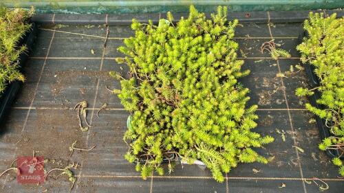 40 SEDUM RUPESTRE 'ANGELINA'