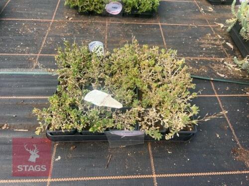 20 AUBRIETA REGADO WHITE