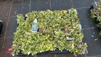 40 ARABIS 'OLD GOLD' - 2