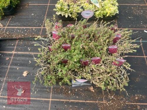 20 AUBRIETA 'REGADO RED'