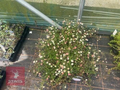 40 ERIGERON 'PROFUSION'