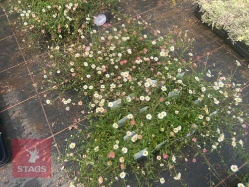 40 ERIGERON 'PROFUSION'