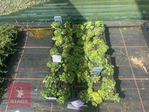 40 SAXIFRAGA CUNEIFOLIA VARIEGATA