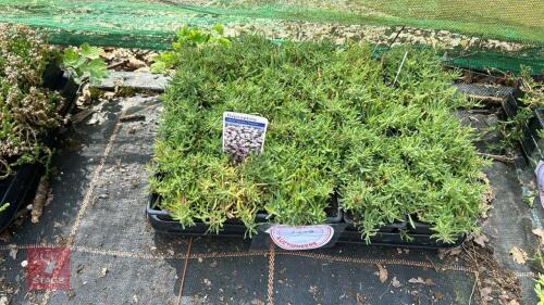 20 GYPSOPHILA REPENS 'DOROTHY TEACHER'