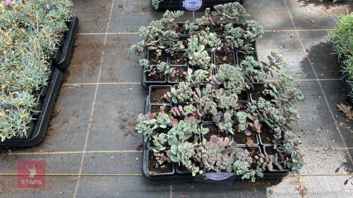 40 SEDUM CAUTICOLA 'LIDAKENSE'