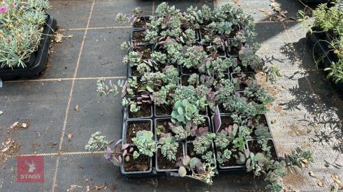 40 SEDUM CAUTICOLA 'LIDAKENSE'