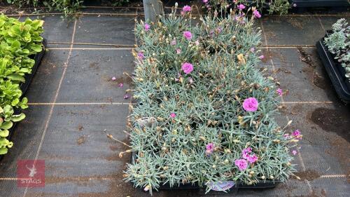 40 DIANTHUS 'POP STAR'