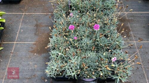 40 DIANTHUS 'POP STAR'