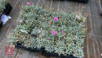 40 DIANTHUS 'POP STAR' - 2