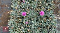 40 DIANTHUS 'POP STAR' - 3