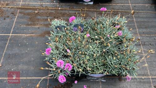 20 DIANTHUS 'POP STAR'