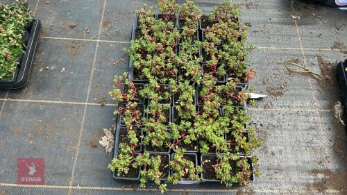 40 SEDUM OREGANUM