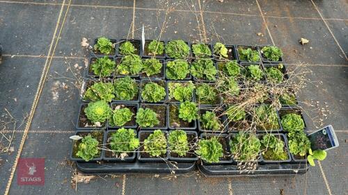 40 SAXIFRAGA 'ELLIOTT'S VARIETY'