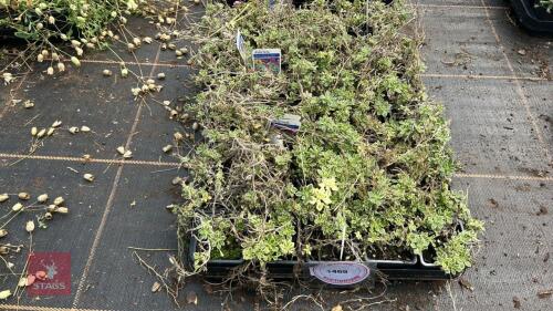 40 AUBRIETA 'DR MULES VARIEGATA'