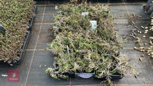 40 AUBRIETA 'FLORADO WHITE'