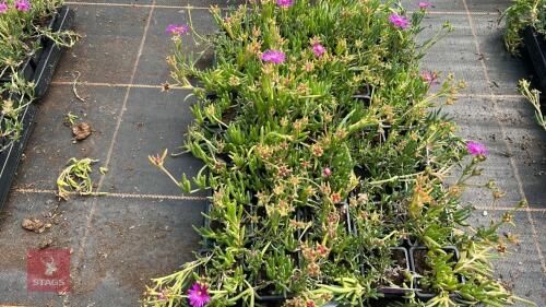 40 DELOSPERMA COOPERI