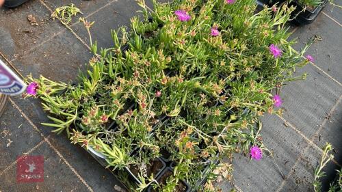 40 DELOSPERMA COOPERI