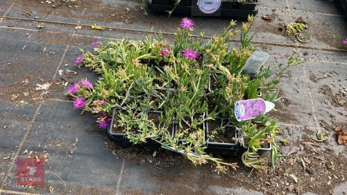 20 DELOSPERMA COOPERI