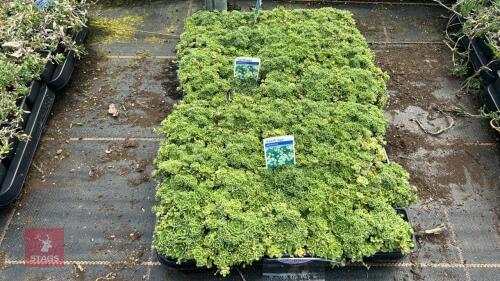 40 SAXIFRAGA PANICULATA 'BALCANA'