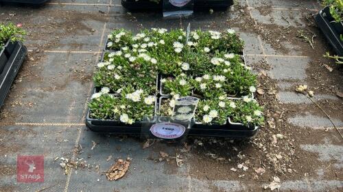 20 DELOSPERMA 'LUCKY WHITE'