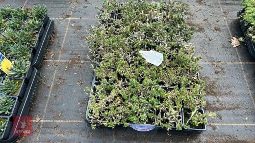 40 AUBRIETA 'REGADO WHITE'