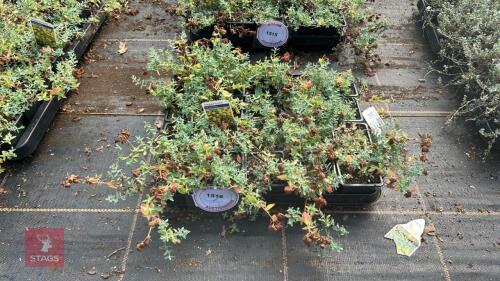 20 HYPERICUM 'CERASTOIDES'