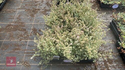 40 THYMUS 'SILVER POSIE'