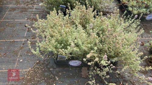 20 THYMUS 'SILVER POSIE'