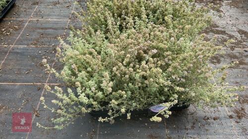 40 THYMUS 'SILVER POSIE'