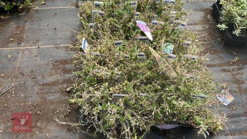 40 AUBRIETA 'FLORADO WHITE'