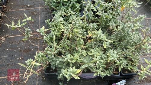 20 HELIANTHEMUM 'HENFIELD BRILLIANT'