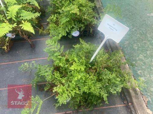 12 DRYOPTERIS OF AUG CRISPATA FERNS