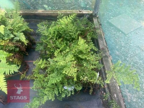 24 DRYOPTERIS OF AUG CRISPATA FERNS