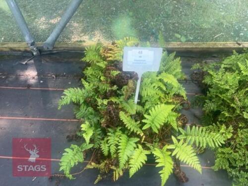 24 POLYSTICHUM POLYBLEPHARUM FERNS