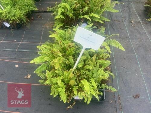 22 POLYSTICHUM ACULEATUM FERNS